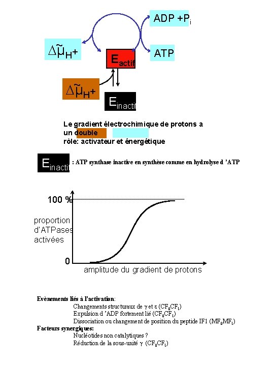 ADP +Pi ~ + µ H Eactif ~ + µ H ATP Einactif Le