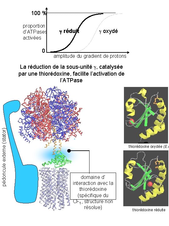 100 % proportion d’ATPases activées 0 g réduit oxydé amplitude du gradient de protons