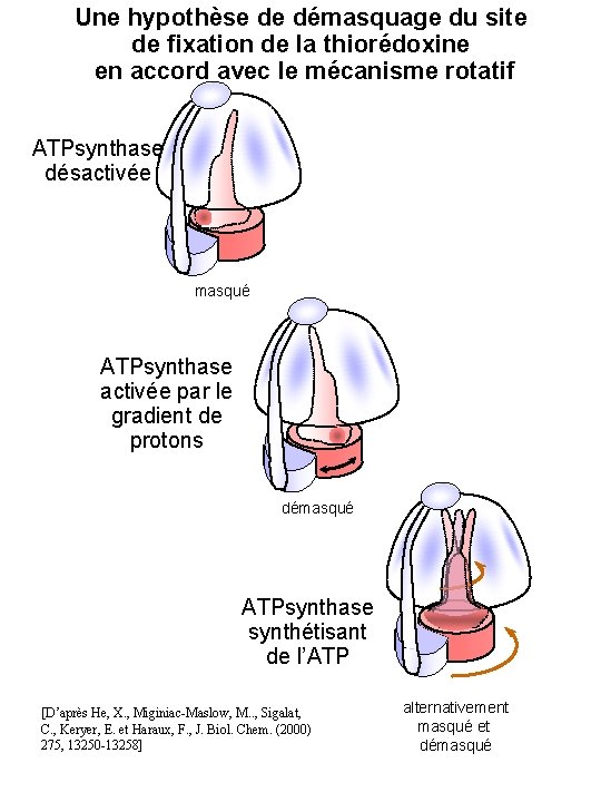 Une hypothèse de démasquage du site de fixation de la thiorédoxine en accord avec