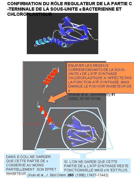 CONFIRMATION DU RÔLE REGULATEUR DE LA PARTIE C -TERMINALE DE LA SOUS-UNITE e BACTERIENNE