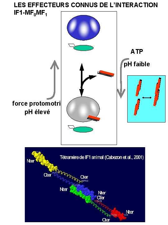 LES EFFECTEURS CONNUS DE L’INTERACTION IF 1 -MF 0 MF 1 ATP p. H