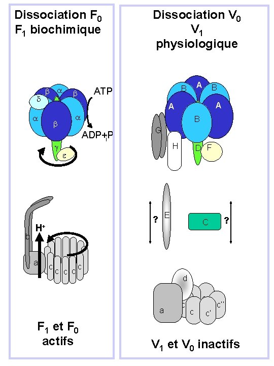 Dissociation F 0 F 1 biochimique d B A d e B ADP+P i