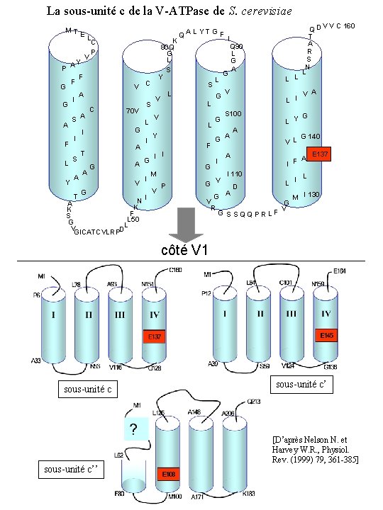 La sous-unité c de la V-ATPase de S. cerevisiae MT E Y P A