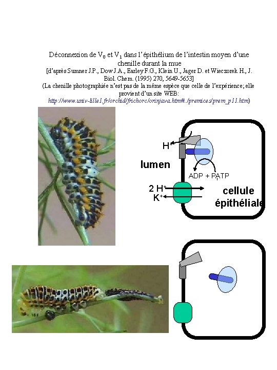 Déconnexion de V 0 et V 1 dans l’épithélium de l’intestin moyen d’une chenille