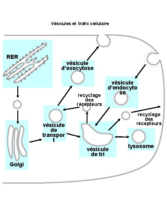 Vésicules et trafic cellulaire RER vésicule d’exocytose recyclage des récepteurs vésicule d’endocyto se recyclage