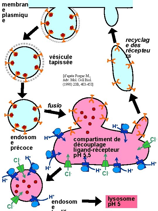 membran e plasmiqu e recyclag e des récepteu rs vésicule tapissée [d’après Forgac M.