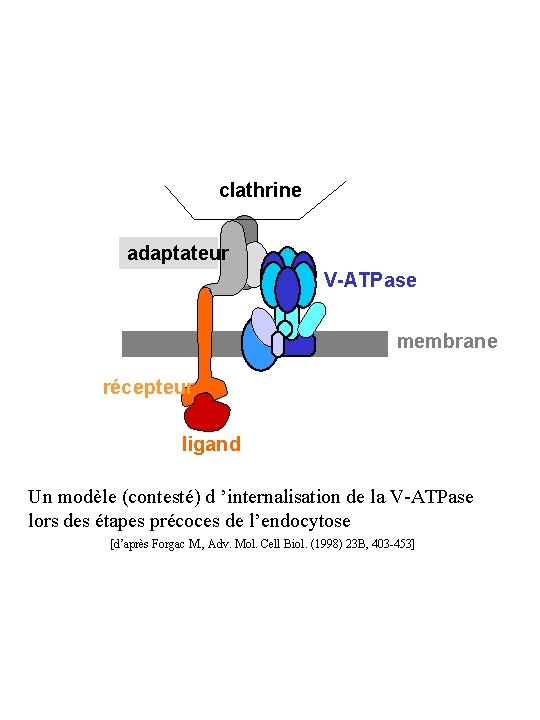 clathrine adaptateur V-ATPase membrane récepteur ligand Un modèle (contesté) d ’internalisation de la V-ATPase