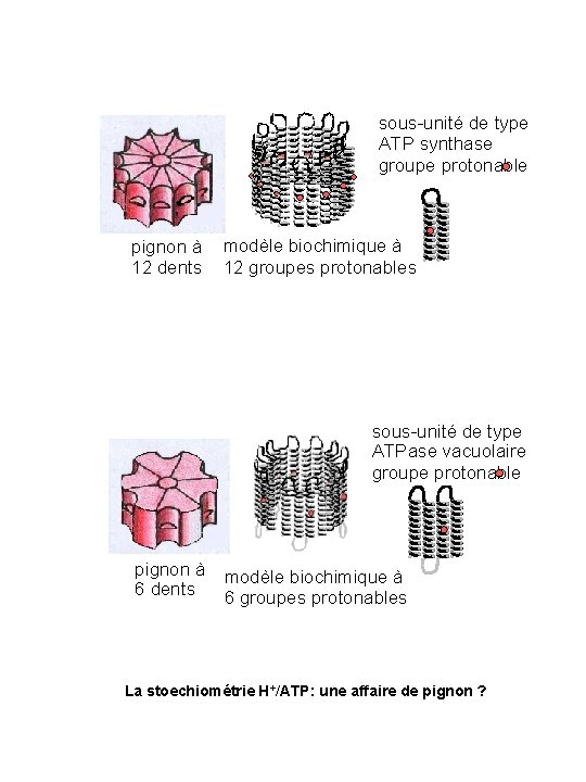 sous-unité de type ATP synthase groupe protonable pignon à 12 dents modèle biochimique à