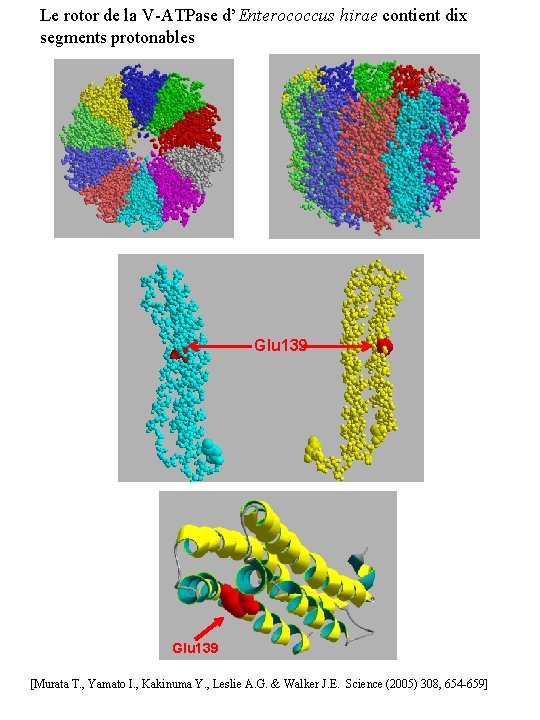 Le rotor de la V-ATPase d’Enterococcus hirae contient dix segments protonables Glu 139 [Murata