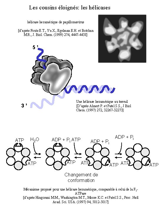 Les cousins éloignés: les hélicase hexamérique de papillomavirus [d’après Fouts E. T. , Yu