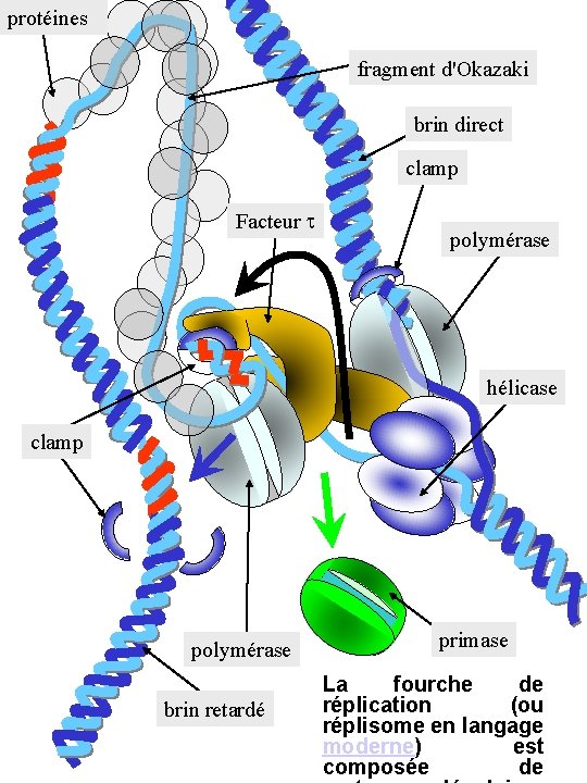 protéines fragment d'Okazaki brin direct clamp Facteur t polymérase hélicase clamp polymérase brin retardé