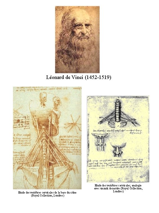 Léonard de Vinci (1452 -1519) Etude des vertèbres cervicales de la base du crâne