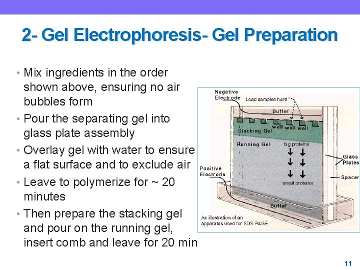2 - Gel Electrophoresis- Gel Preparation • Mix ingredients in the order shown above,