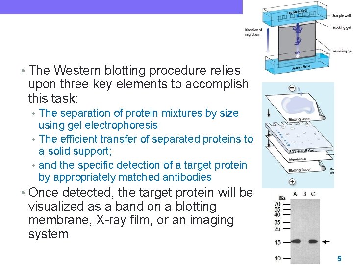  • The Western blotting procedure relies upon three key elements to accomplish this