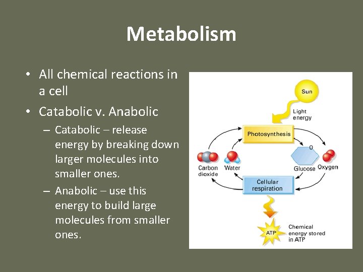Cellular Energy and Metabolism Law of Thermodynamics In