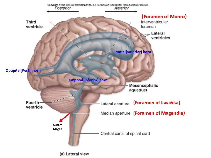 (Foramen of Monro) Frontal(anterior) horn Occipital(Post. ) horn Temporal(Inferior) horn (Foramen of Luschka) (Foramen