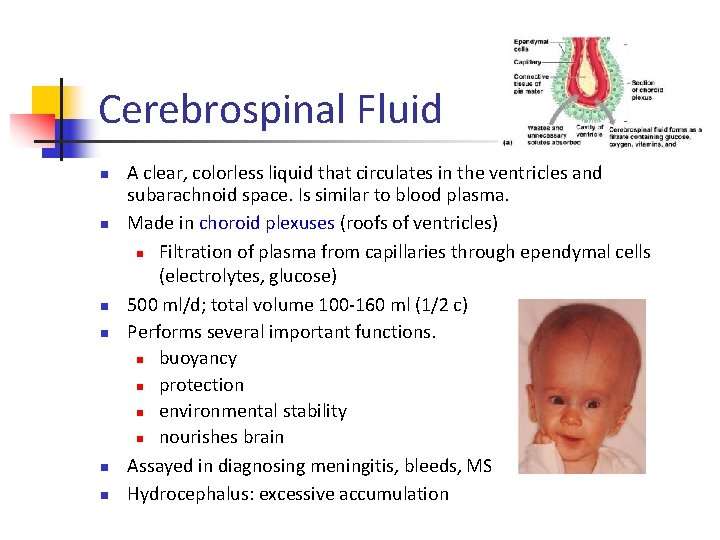 Cerebrospinal Fluid n n n A clear, colorless liquid that circulates in the ventricles