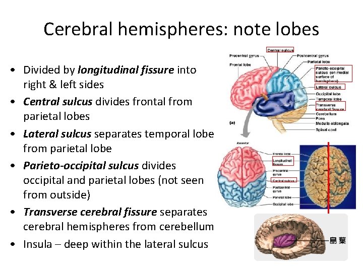 Cerebral hemispheres: note lobes • Divided by longitudinal fissure into right & left sides