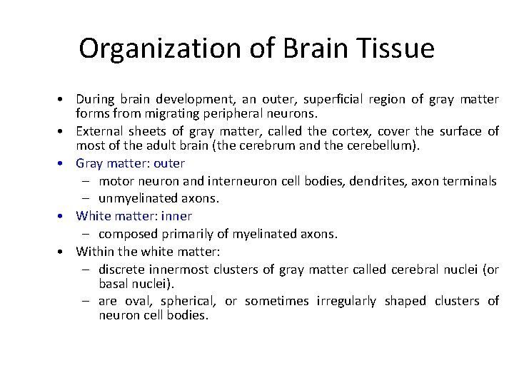 Organization of Brain Tissue • During brain development, an outer, superficial region of gray