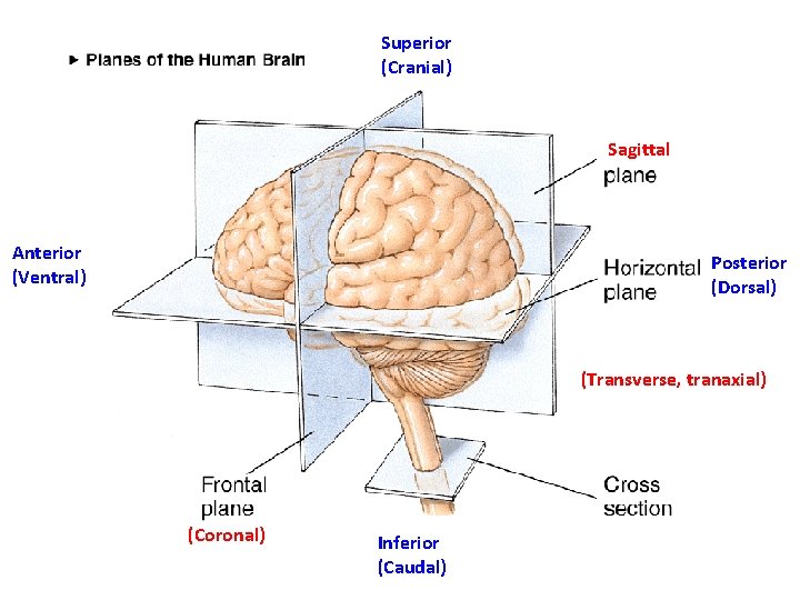 Superior (Cranial) Sagittal Anterior (Ventral) Posterior (Dorsal) (Transverse, tranaxial) (Coronal) Inferior (Caudal) 