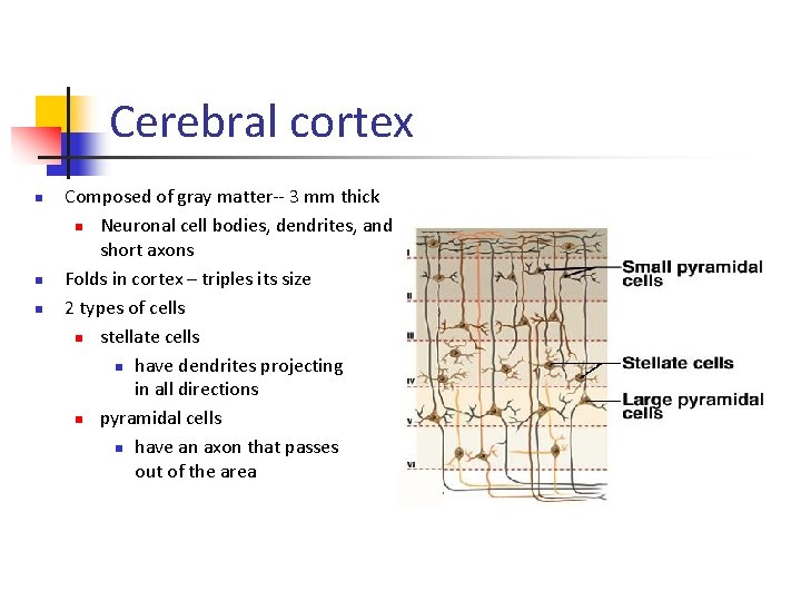 Cerebral cortex n n n Composed of gray matter-- 3 mm thick n Neuronal