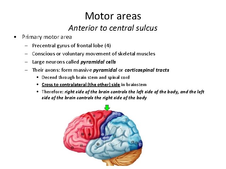 Motor areas Anterior to central sulcus • Primary motor area – – Precentral gyrus