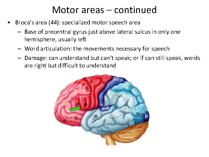 Motor areas – continued • Broca’s area (44): specialized motor speech area – Base
