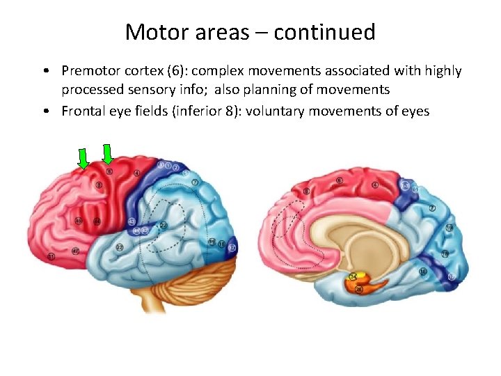 Motor areas – continued • Premotor cortex (6): complex movements associated with highly processed