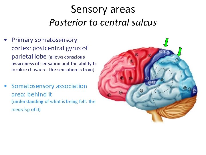 Sensory areas Posterior to central sulcus • Primary somatosensory cortex: postcentral gyrus of parietal