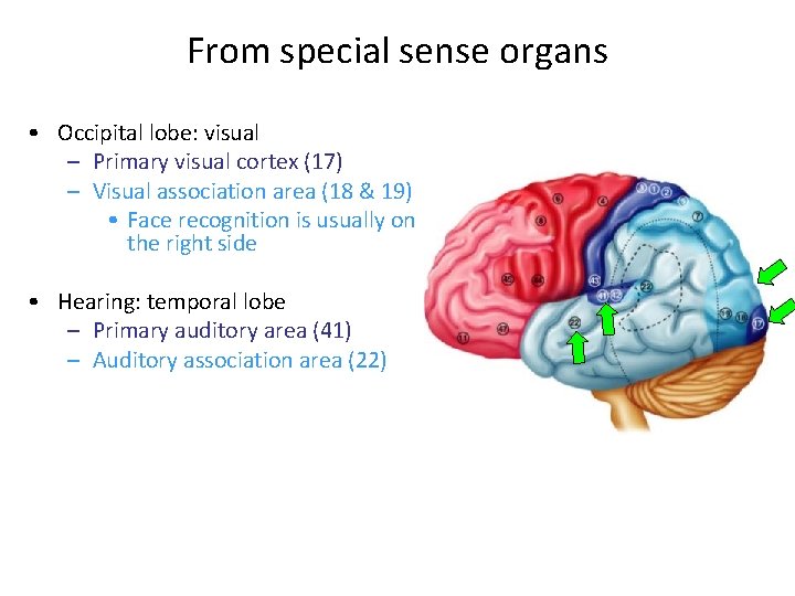From special sense organs • Occipital lobe: visual – Primary visual cortex (17) –