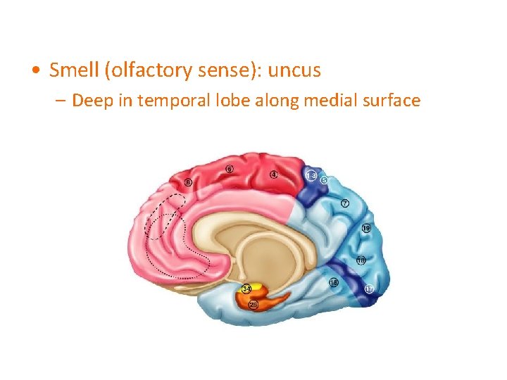  • Smell (olfactory sense): uncus – Deep in temporal lobe along medial surface