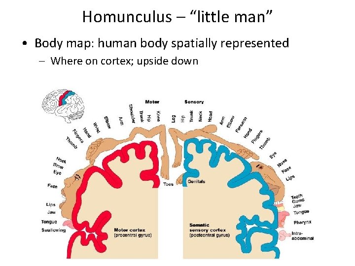 Homunculus – “little man” • Body map: human body spatially represented – Where on