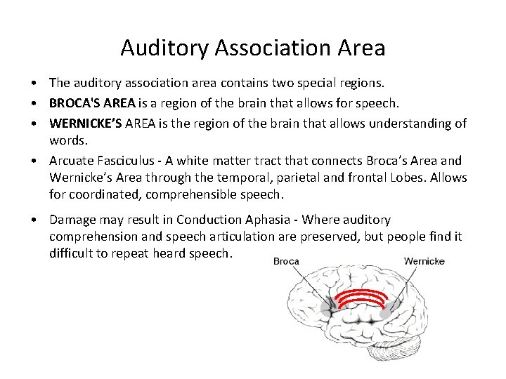 Auditory Association Area • The auditory association area contains two special regions. • BROCA'S