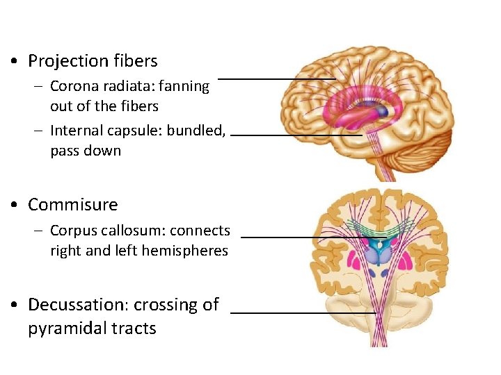  • Projection fibers _________ – Corona radiata: fanning out of the fibers –