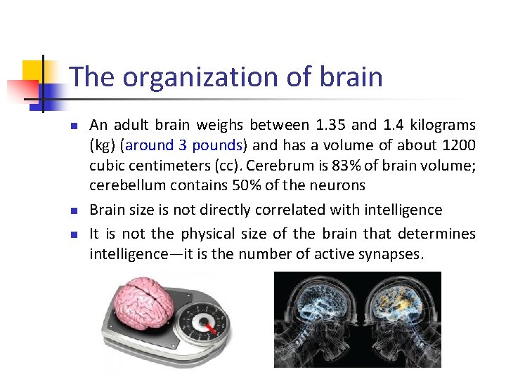 The organization of brain n An adult brain weighs between 1. 35 and 1.