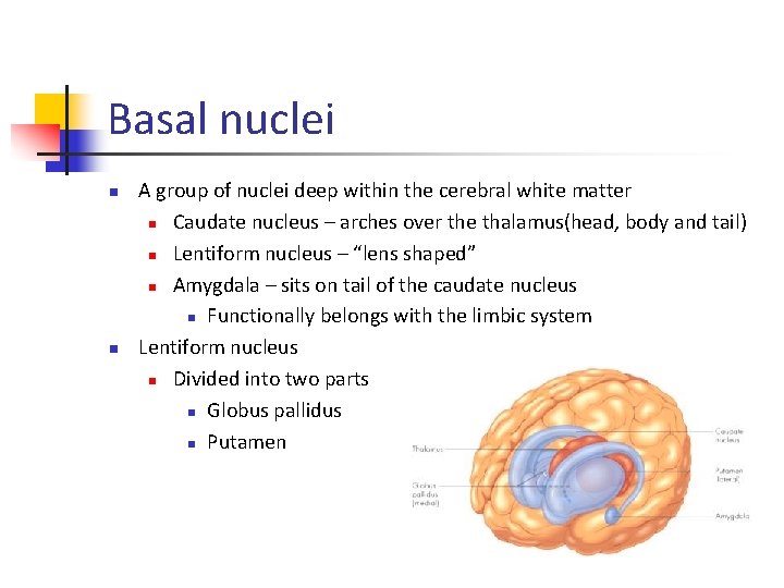 Basal nuclei n n A group of nuclei deep within the cerebral white matter