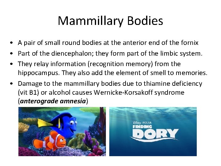 Mammillary Bodies • A pair of small round bodies at the anterior end of