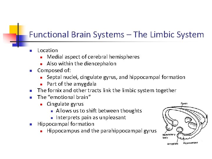 Functional Brain Systems – The Limbic System n n n Location n Medial aspect