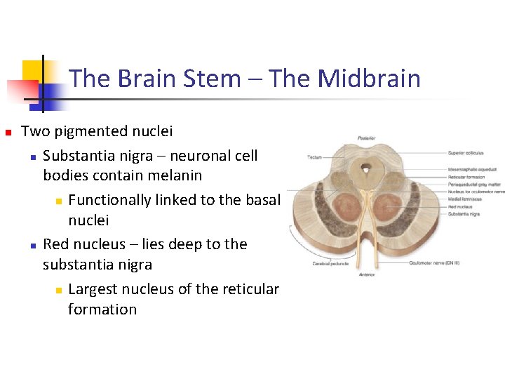 The Brain Stem – The Midbrain n Two pigmented nuclei n Substantia nigra –