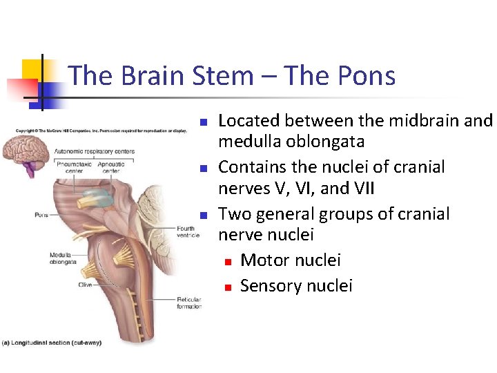 The Brain Stem – The Pons n n n Located between the midbrain and