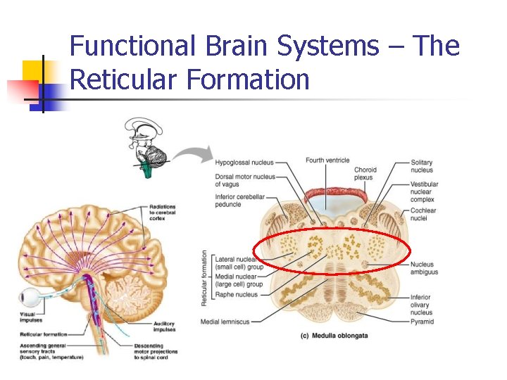 Functional Brain Systems – The Reticular Formation 