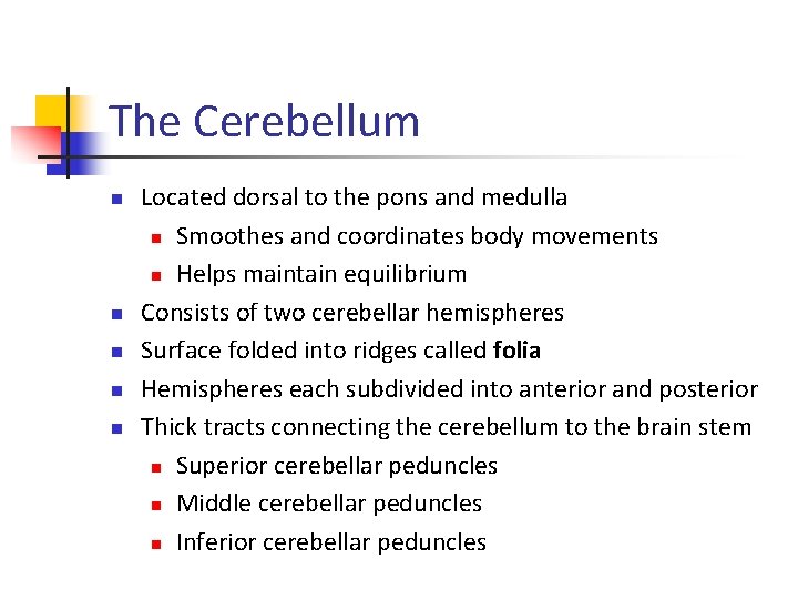 The Cerebellum n n n Located dorsal to the pons and medulla n Smoothes