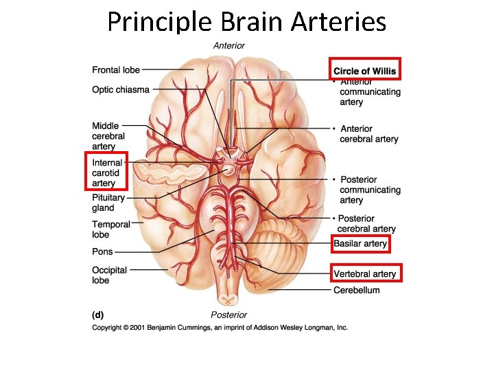 Principle Brain Arteries 