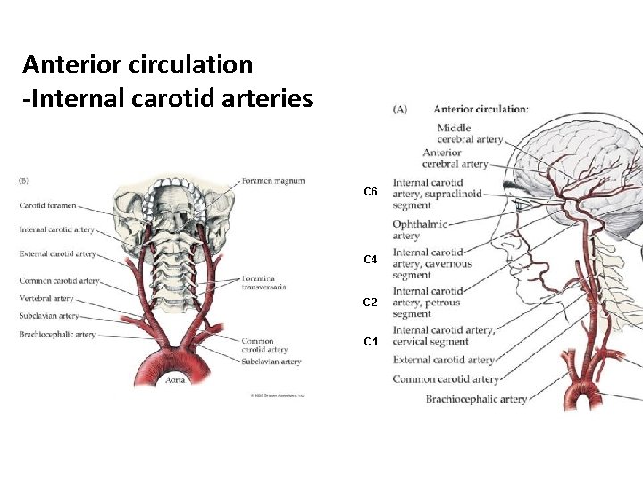 Anterior circulation -Internal carotid arteries C 6 C 4 C 2 C 1 