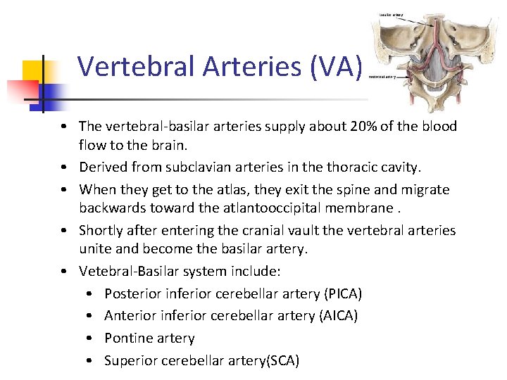Vertebral Arteries (VA) • The vertebral-basilar arteries supply about 20% of the blood flow
