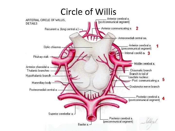 Circle of Willis 2 1 3 5 4 