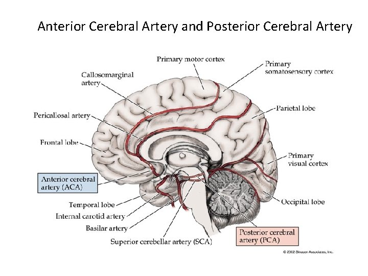 Anterior Cerebral Artery and Posterior Cerebral Artery 