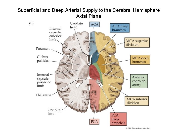 Superficial and Deep Arterial Supply to the Cerebral Hemisphere Axial Plane 