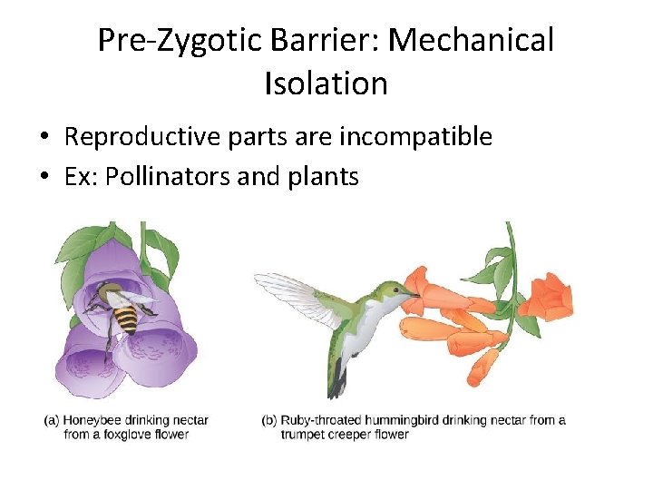 Pre-Zygotic Barrier: Mechanical Isolation • Reproductive parts are incompatible • Ex: Pollinators and plants