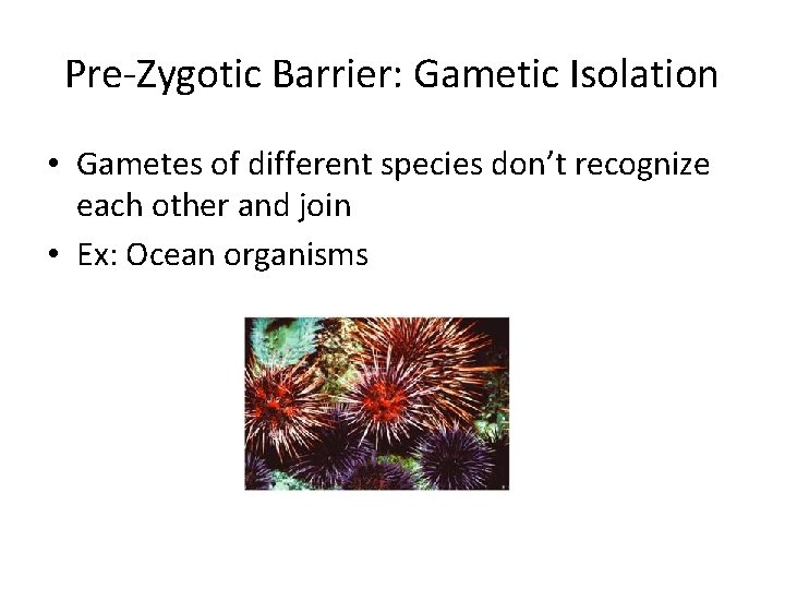 Pre-Zygotic Barrier: Gametic Isolation • Gametes of different species don’t recognize each other and